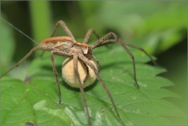 <p>LOVČÍK HAJNÍ (Pisaura mirabilis) ----- /Listspinne/</p>
